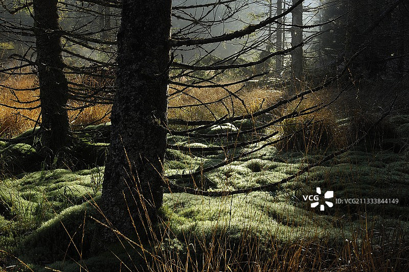 秋季孚日山脉中长满苔藓的灌木丛图片素材