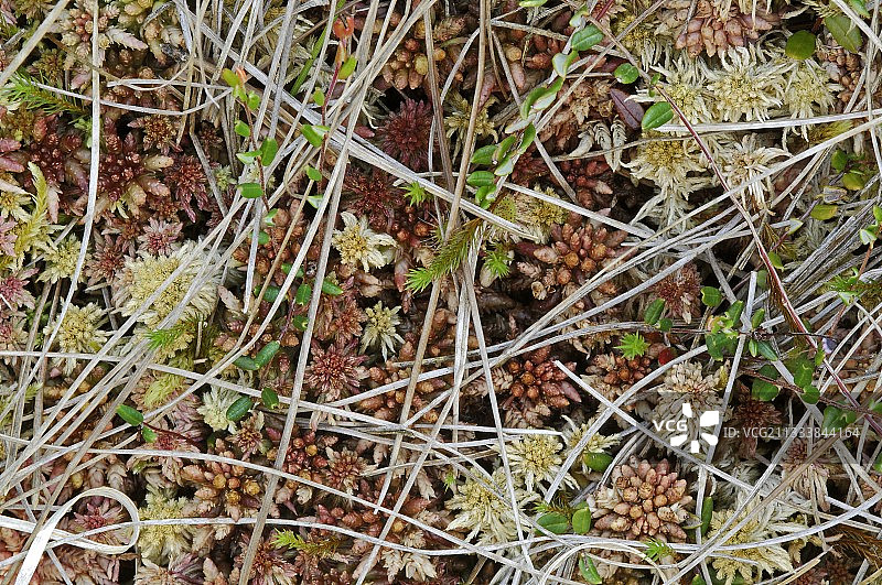 法国杜省泥炭沼泽中的泥炭藓图片素材
