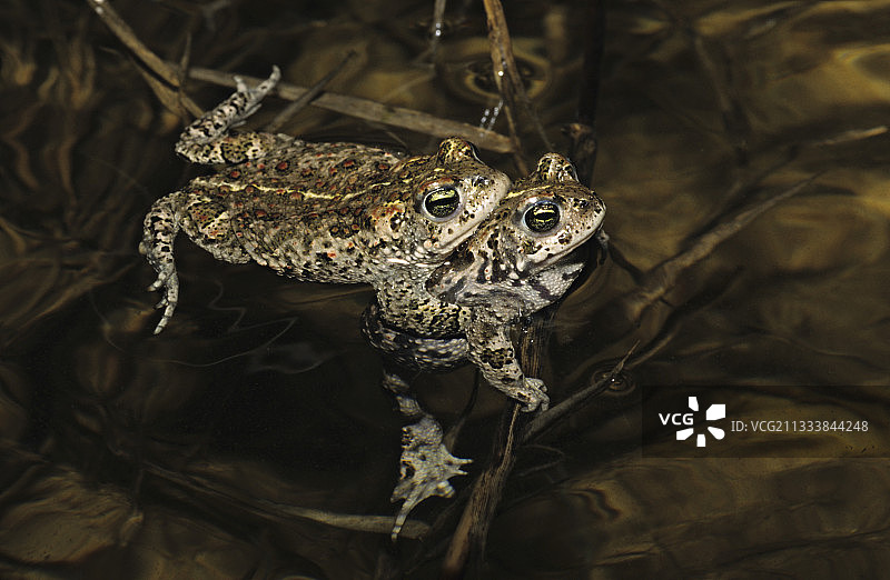 鸣蟾水中交配图片素材