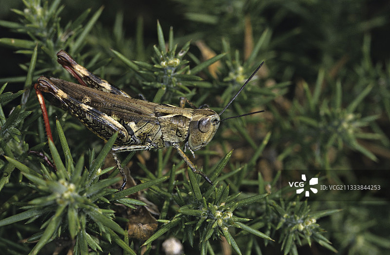 植物上的蝗虫图片素材