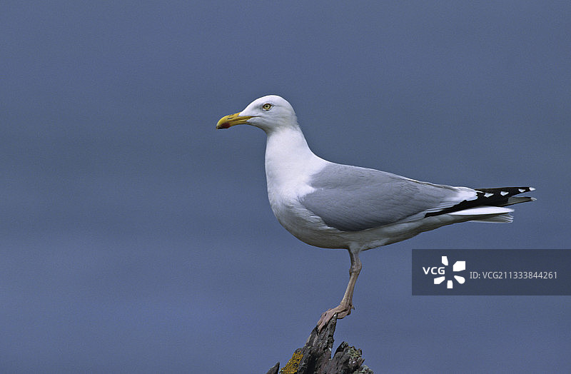 岩石上的鲱鱼鸥图片素材