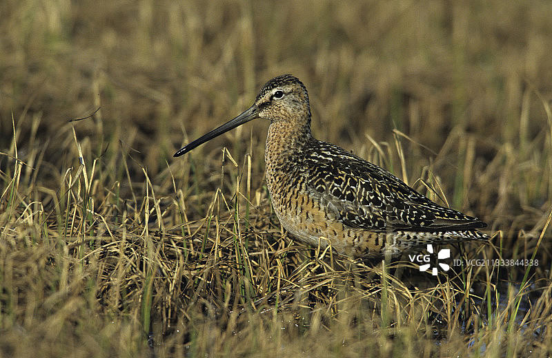 地面上的长嘴鹬图片素材