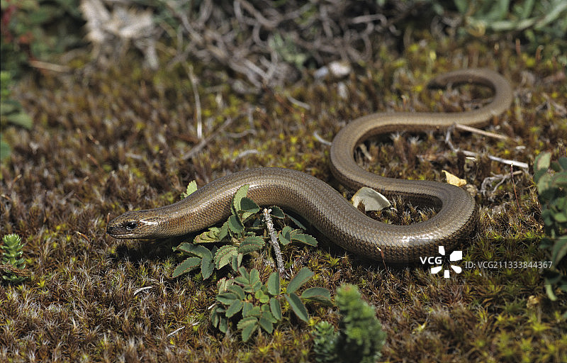 在地面上爬行的欧洲蛇蜥图片素材