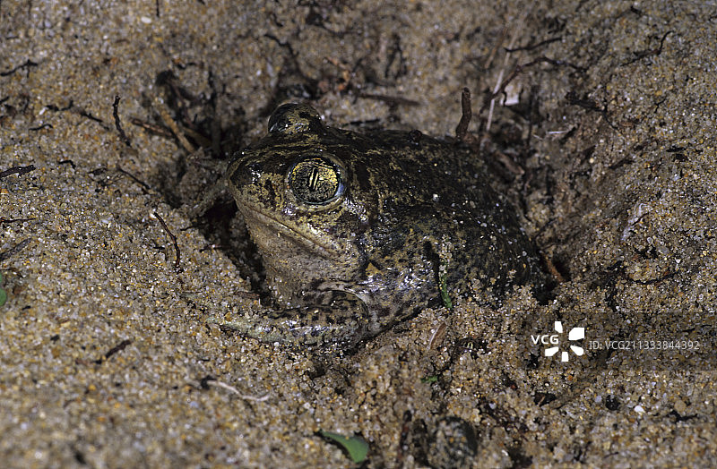 欧洲泥蛙在沙中掘洞图片素材