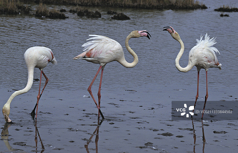 正在觅食的大红鹳图片素材