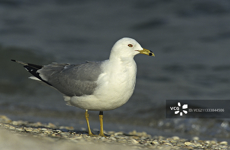 鹅卵石岸边的 ring-billed 海鸥图片素材