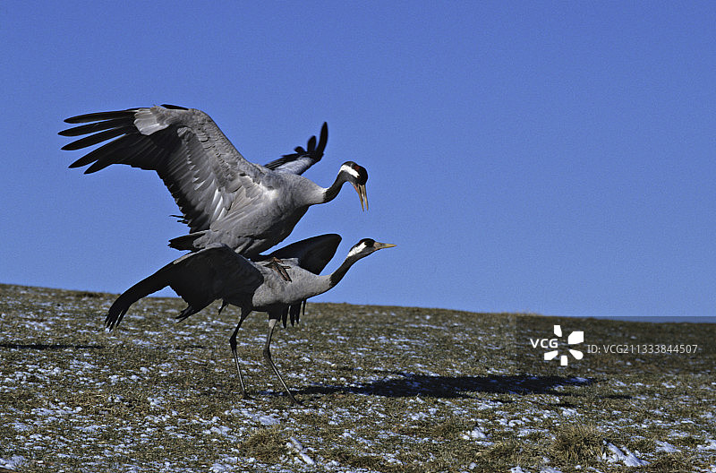 普通鹤交配图片素材