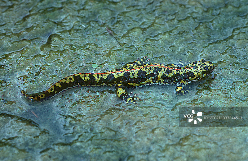 大理石纹蝾螈图片素材