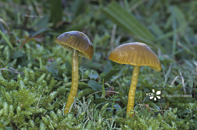 苔藓中的鹦鹉蘑菇图片素材