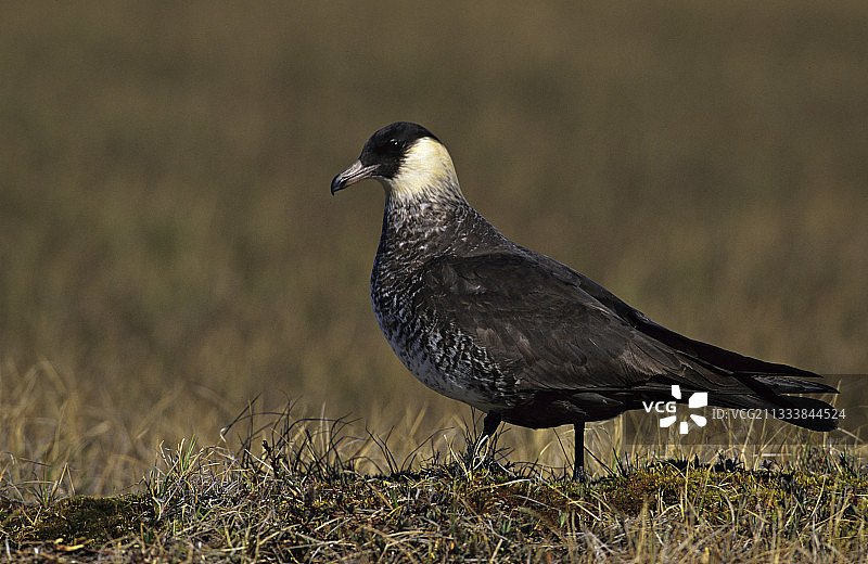 地上的Pomarine贼鸥图片素材