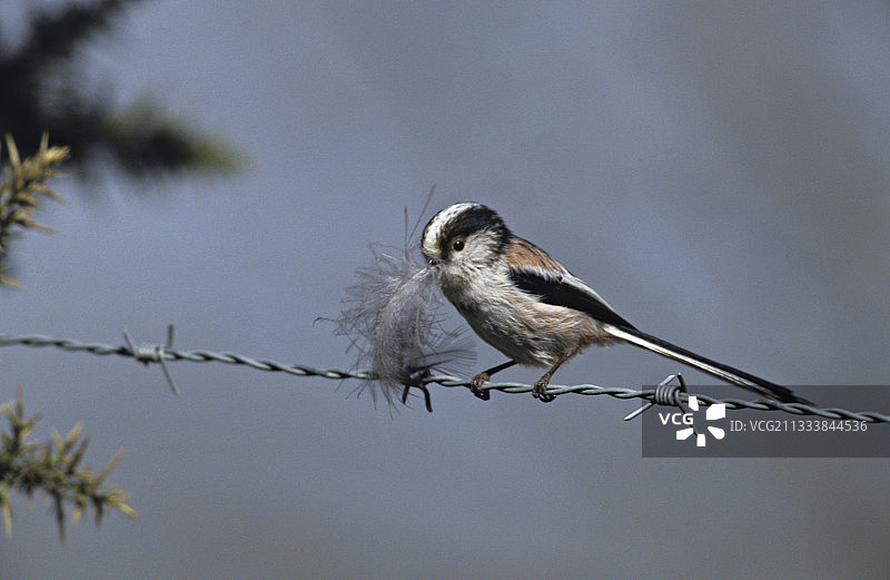 嘴里叼着羽毛的长尾山雀图片素材