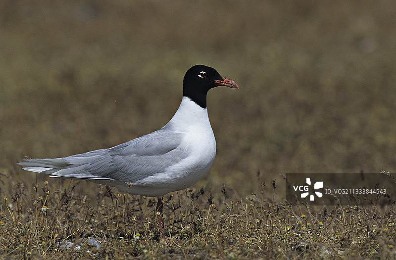 地中海鸥图片素材