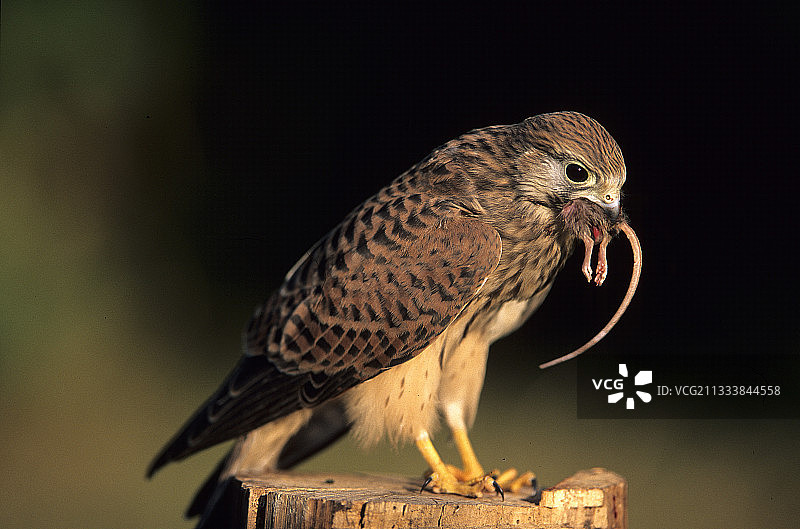 普通红隼吞食老鼠图片素材