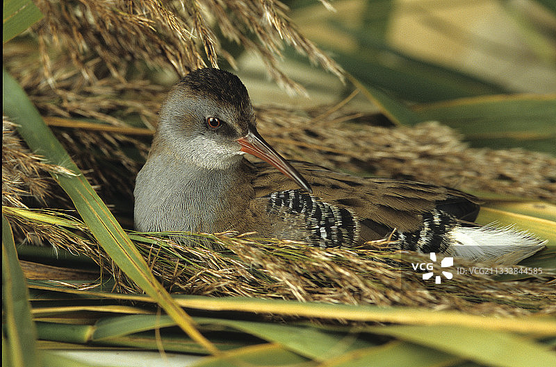 躺在法国芦苇丛中的水 rail图片素材