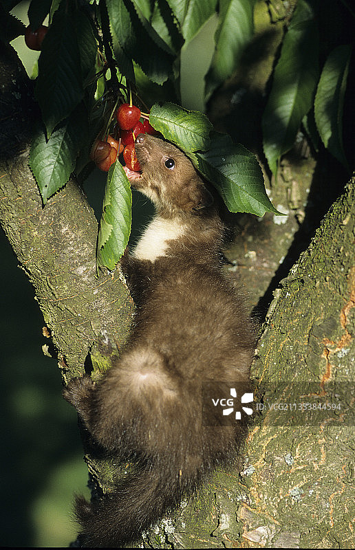 法国石貂吃樱桃图片素材