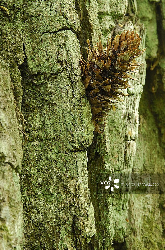 波兰比亚沃韦扎，啄木鸟楔入树皮的球果图片素材