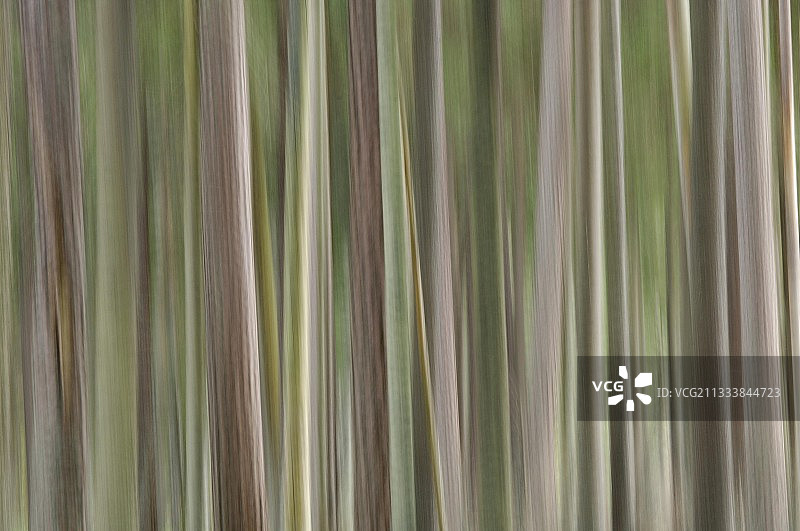 波兰比亚沃韦扎原始森林植物图片素材