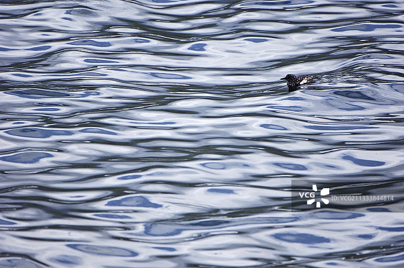 法罗群岛丹麦游泳的黑海鸠图片素材