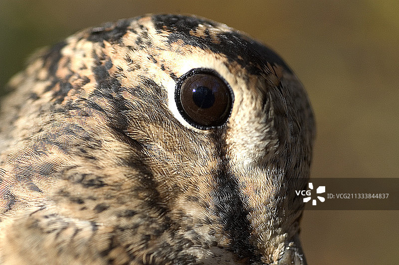 欧亚丘鹬的眼睛图片素材