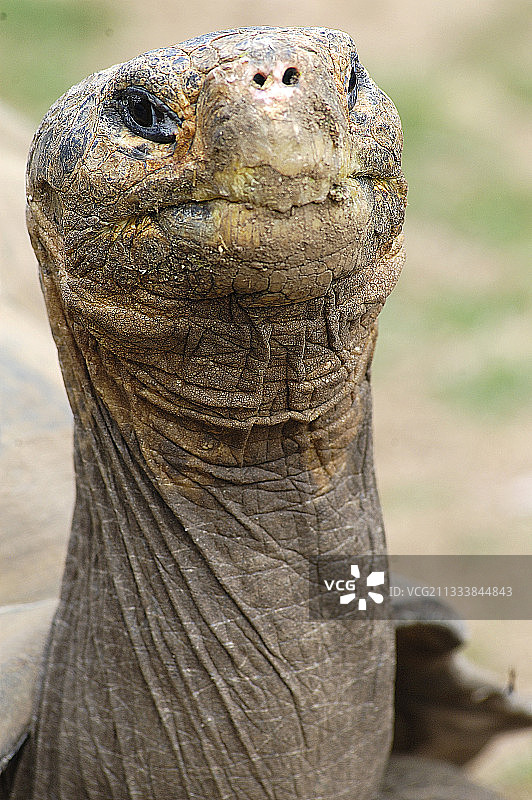 加拉帕戈斯象龟肖像图片素材