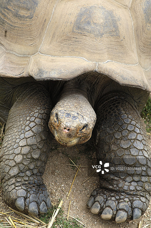 加拉帕戈斯象龟休息图片素材