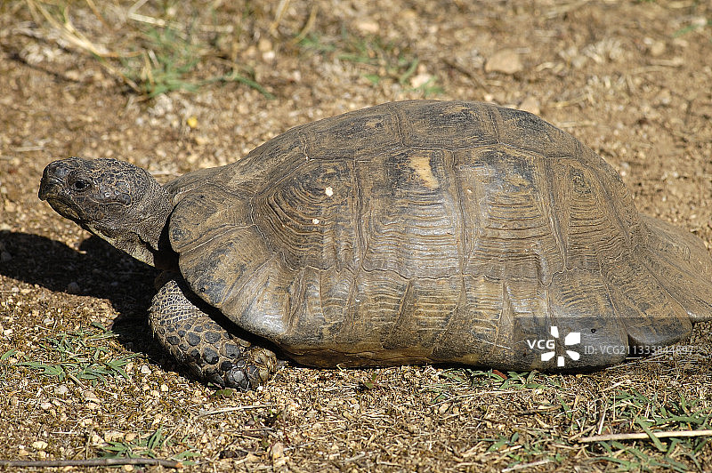 行走中的缘纹陆龟图片素材