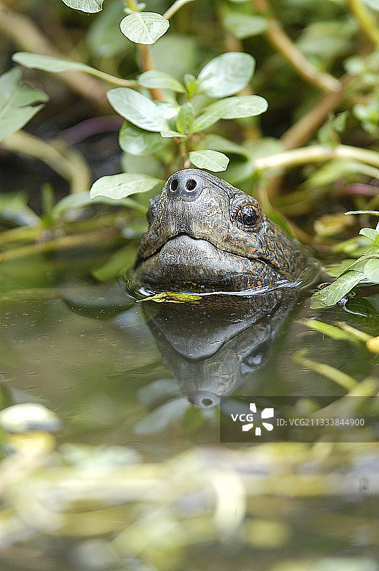 露出水面的亚洲巨龟图片素材