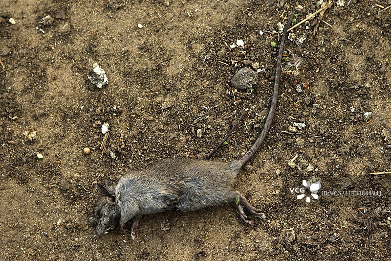 小型啮齿动物的尸体图片素材