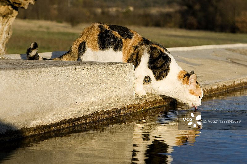 在盆里喝水的欧洲猫图片素材