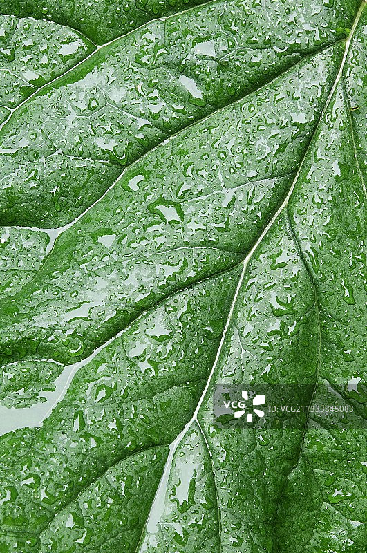 冰岛叶片上的雨滴图片素材