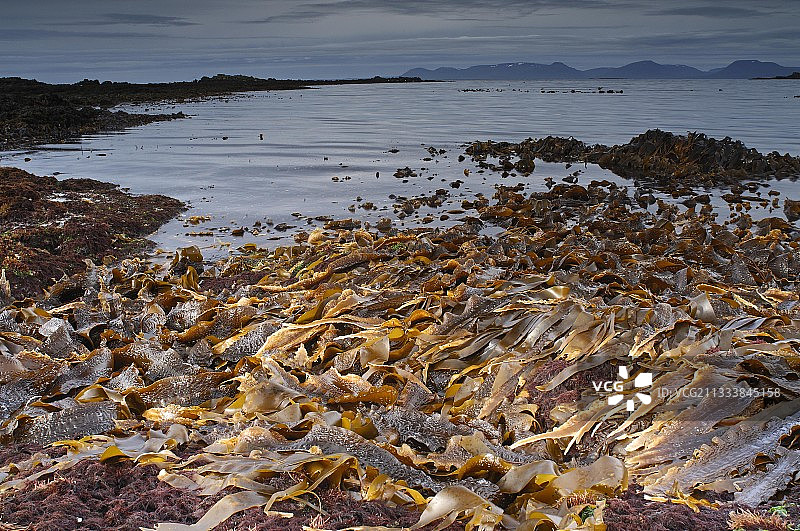 冰岛胡纳弗洛伊半岛退潮时的海带图片素材