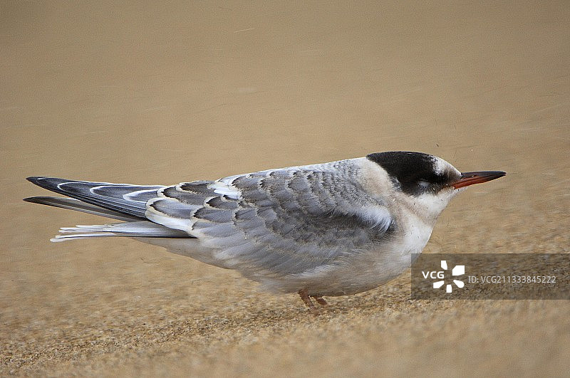 冰岛斯卡罗斯维克沙尘暴中的北极燕鸥图片素材