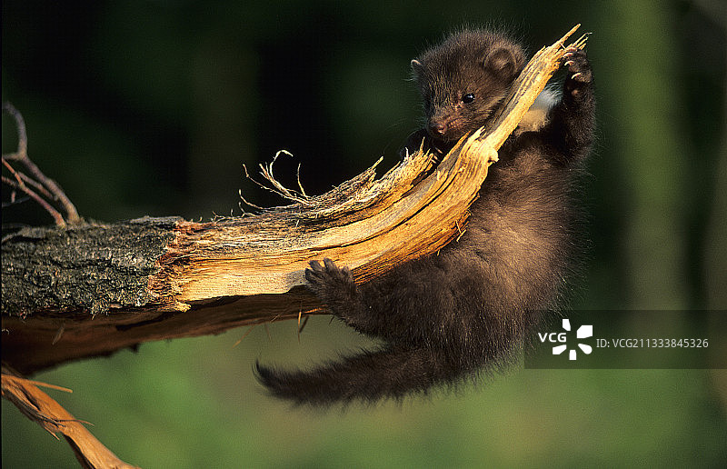 在法国，一只年轻的欧洲山鼬挂在橡树枝上图片素材