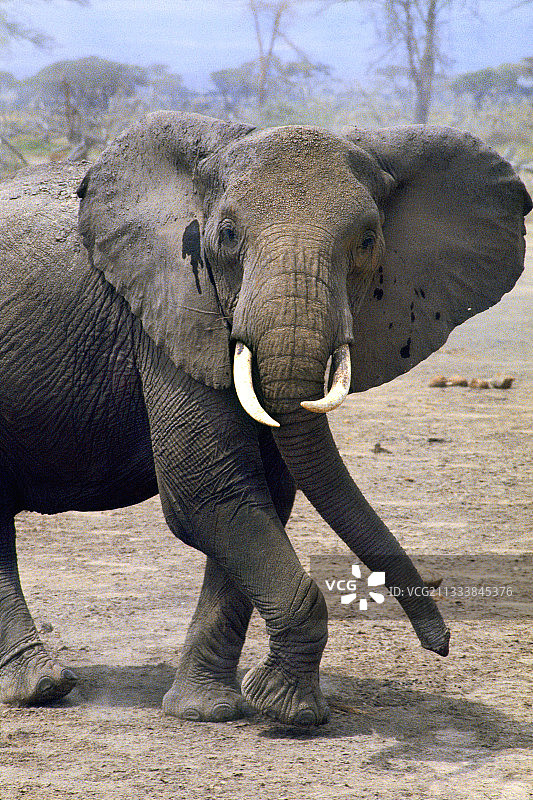 在肯尼亚安博塞利国家公园攻击的非洲雌象图片素材