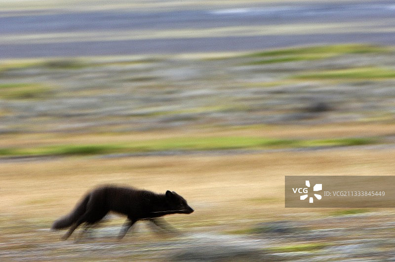冰岛奔跑的北极狐图片素材