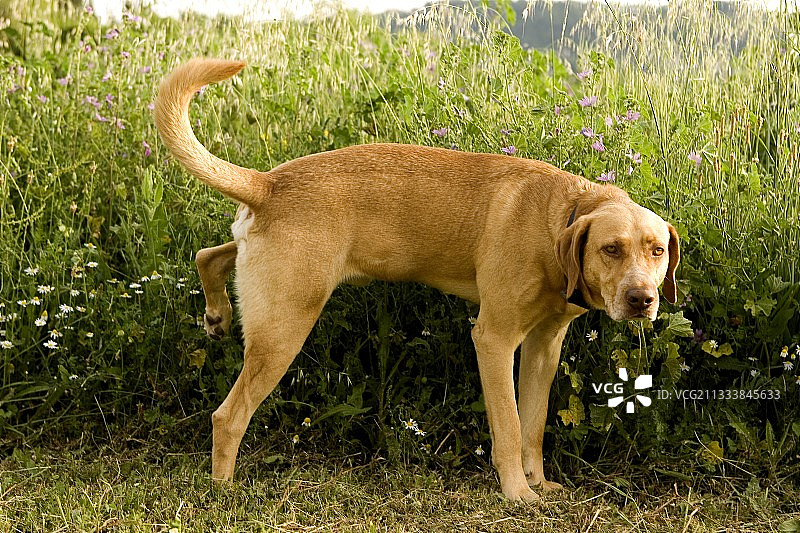 短毛小狗小便图片素材