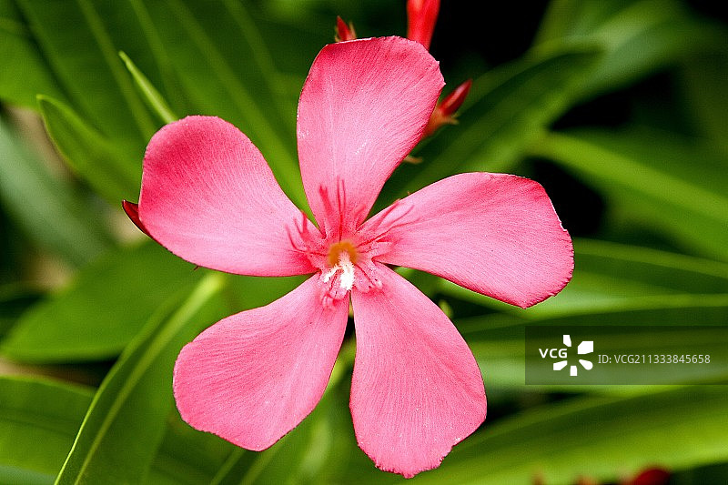 粉色花朵写真图片素材