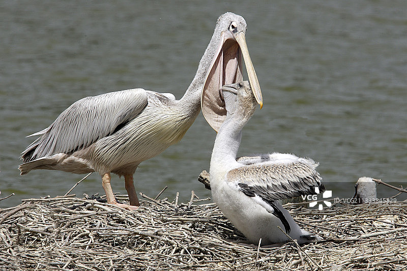 灰色鹈鹕哺育幼鸟图片素材