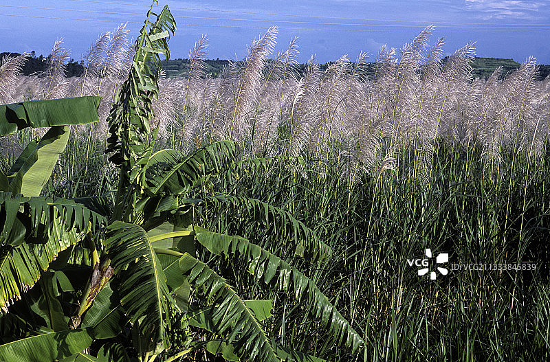 越南甘蔗和野生香蕉树图片素材