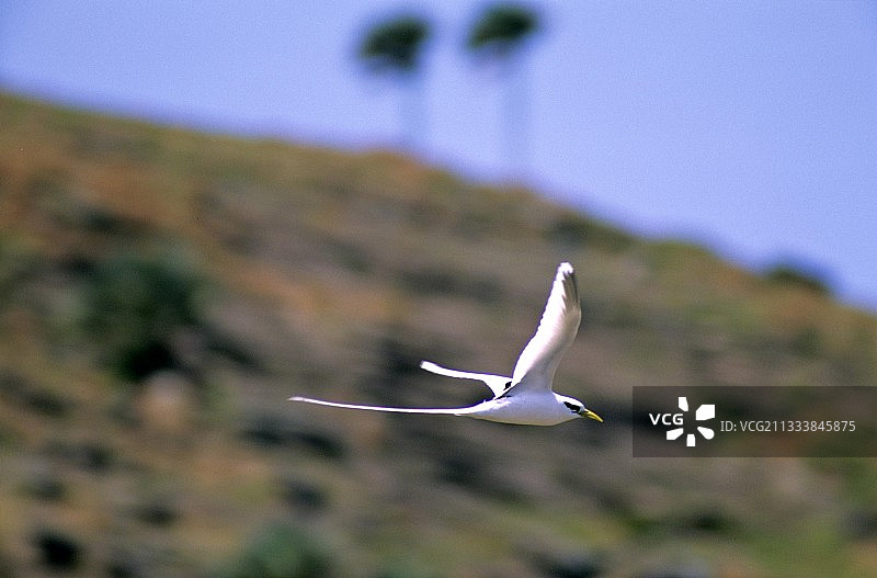 白尾热带鸟飞翔图片素材