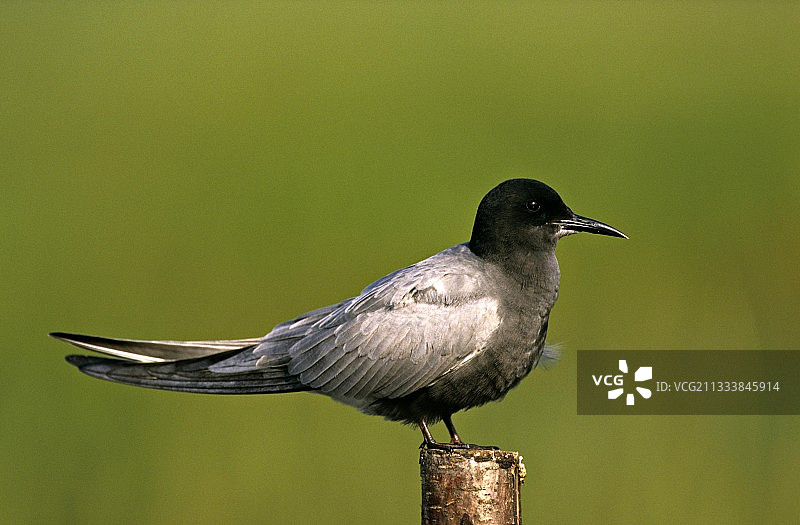 黑燕鸥图片素材