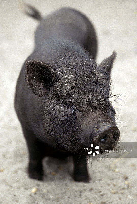 越南传统饲养的黑猪图片素材