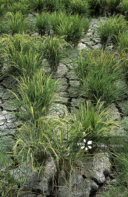 越南中部收获前排水的水稻种植园图片素材