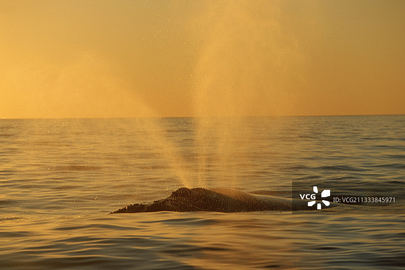 南方露脊鲸呼吸图片素材