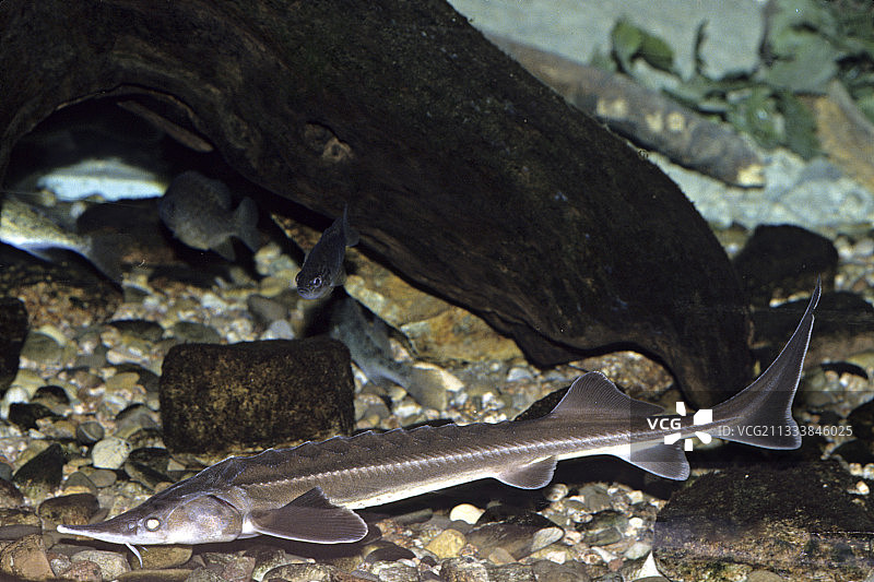 欧洲水族馆中的欧洲鲟鱼图片素材