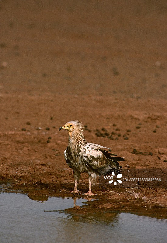 尼日尔泰内雷地区的幼年埃及秃鹫图片素材