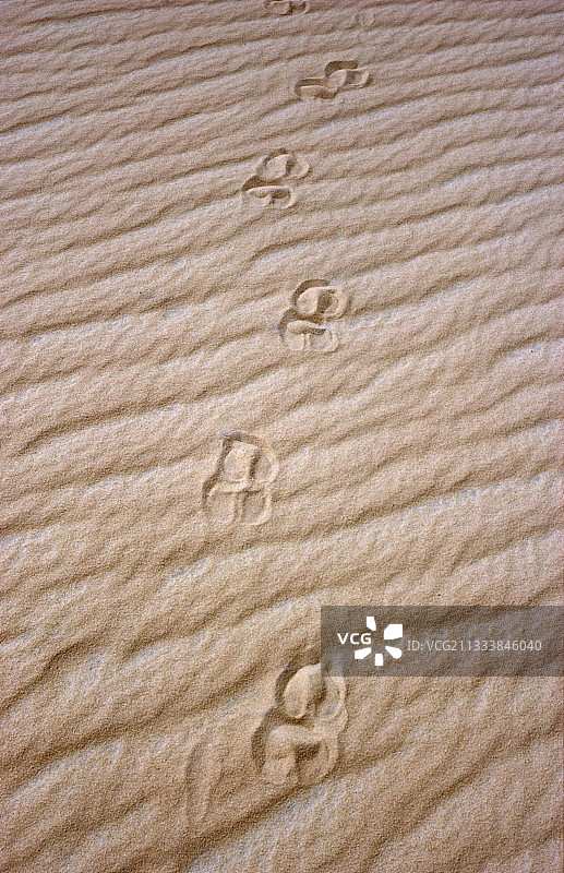 撒哈拉大羚羊在尼日尔泰内雷地区的圆形足迹图片素材