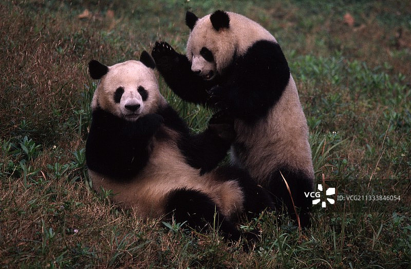 中国四川，发情期的大熊猫图片素材