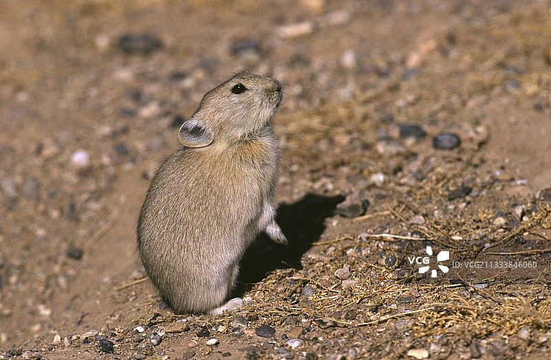 高原鼠兔海拔4800米西藏自治区图片素材