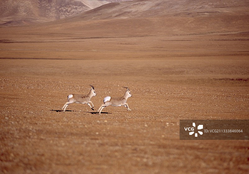两只藏原羚在藏族聚居区奔跑图片素材